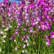 ヒメ日記 2025/04/10 09:24 投稿 おとは ビデオDEはんど 名古屋校