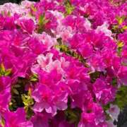 ヒメ日記 2025/05/03 09:24 投稿 おとは ビデオDEはんど 名古屋校