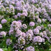 ヒメ日記 2025/05/04 11:12 投稿 おとは ビデオDEはんど 名古屋校