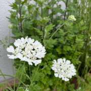 ヒメ日記 2025/05/05 09:24 投稿 おとは ビデオDEはんど 名古屋校