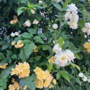 ヒメ日記 2025/05/15 09:24 投稿 おとは ビデオDEはんど 名古屋校