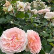 ヒメ日記 2025/05/22 09:24 投稿 おとは ビデオDEはんど 名古屋校