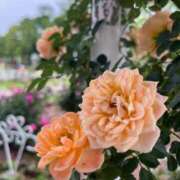 ヒメ日記 2025/06/07 17:34 投稿 おとは ビデオDEはんど 名古屋校