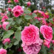 ヒメ日記 2025/06/08 09:34 投稿 おとは ビデオDEはんど 名古屋校