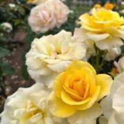 ヒメ日記 2025/06/10 09:58 投稿 おとは ビデオDEはんど 名古屋校