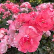 ヒメ日記 2025/07/18 13:34 投稿 おとは ビデオDEはんど 名古屋校