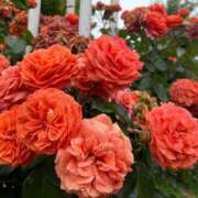 ヒメ日記 2025/07/19 09:54 投稿 おとは ビデオDEはんど 名古屋校