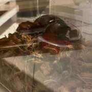 ヒメ日記 2025/08/05 09:34 投稿 おとは ビデオDEはんど 名古屋校