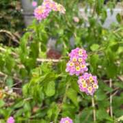 ヒメ日記 2025/08/31 09:44 投稿 おとは ビデオDEはんど 名古屋校