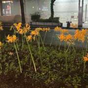 ヒメ日記 2025/10/07 09:35 投稿 おとは ビデオDEはんど 名古屋校