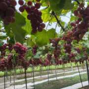 ヒメ日記 2025/09/29 14:33 投稿 りほ 花火-hanabi-(すすきの)