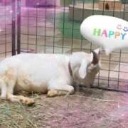 ヒメ日記 2025/02/08 07:11 投稿 もえり 日暮里・西日暮里サンキュー