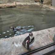 ヒメ日記 2025/06/29 13:10 投稿 ちとせ 待ちナビ