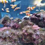 ヒメ日記 2025/07/27 18:09 投稿 ちとせ 待ちナビ