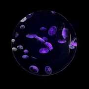 ヒメ日記 2024/12/31 20:01 投稿 りく Second Love（セカンドラブ）