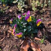 ヒメ日記 2025/01/27 16:27 投稿 いろは 完熟ばなな 立川