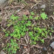 ヒメ日記 2025/02/03 18:17 投稿 いろは 完熟ばなな 立川