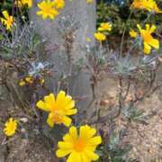 ヒメ日記 2025/02/09 09:07 投稿 いろは 完熟ばなな 立川