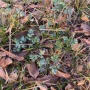 ヒメ日記 2025/03/10 09:07 投稿 いろは 完熟ばなな 立川