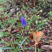 ヒメ日記 2025/04/06 16:27 投稿 いろは 完熟ばなな 立川