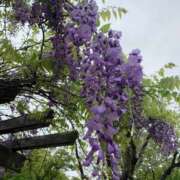 ヒメ日記 2025/04/25 10:27 投稿 いろは 完熟ばなな 立川