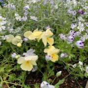 ヒメ日記 2025/05/11 06:37 投稿 いろは 完熟ばなな 立川