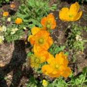 ヒメ日記 2025/05/28 11:17 投稿 いろは 完熟ばなな 立川