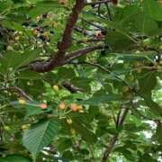 ヒメ日記 2025/05/29 15:27 投稿 いろは 完熟ばなな 立川