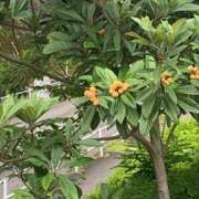 ヒメ日記 2025/06/08 11:58 投稿 いろは 完熟ばなな 立川