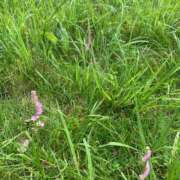 ヒメ日記 2025/06/15 14:01 投稿 いろは 完熟ばなな 立川