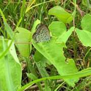 ヒメ日記 2025/07/16 12:47 投稿 いろは 完熟ばなな 立川