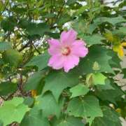 ヒメ日記 2025/08/10 12:27 投稿 いろは 完熟ばなな 立川