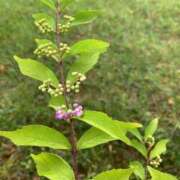 ヒメ日記 2025/08/26 13:27 投稿 いろは 完熟ばなな 立川