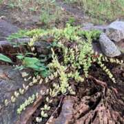 ヒメ日記 2025/09/08 15:17 投稿 いろは 完熟ばなな 立川