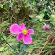 ヒメ日記 2025/09/15 18:47 投稿 いろは 完熟ばなな 立川