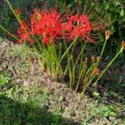 ヒメ日記 2025/09/23 07:37 投稿 いろは 完熟ばなな 立川