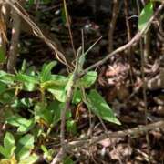 ヒメ日記 2025/09/28 07:17 投稿 いろは 完熟ばなな 立川