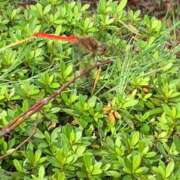 ヒメ日記 2025/10/06 10:27 投稿 いろは 完熟ばなな 立川