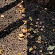 ヒメ日記 2025/10/17 17:27 投稿 いろは 完熟ばなな 立川