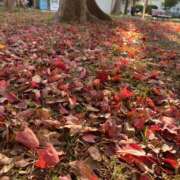 いろは こんにちは🍙 完熟ばなな 立川