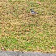 いろは こんにちは🍁 完熟ばなな 立川