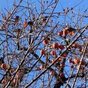 ヒメ日記 2025/12/14 15:07 投稿 いろは 完熟ばなな 立川