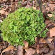 ヒメ日記 2025/12/23 16:07 投稿 いろは 完熟ばなな 立川