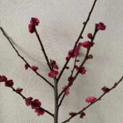 ヒメ日記 2026/01/18 10:17 投稿 いろは 完熟ばなな 立川