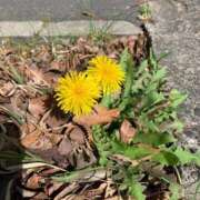 ヒメ日記 2026/03/04 08:47 投稿 いろは 完熟ばなな 立川