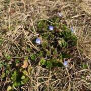 ヒメ日記 2026/03/13 07:27 投稿 いろは 完熟ばなな 立川