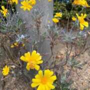 ヒメ日記 2025/02/09 08:59 投稿 いろは 完熟ばなな八王子