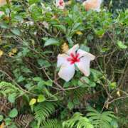 ヒメ日記 2025/03/03 17:49 投稿 いろは 完熟ばなな八王子