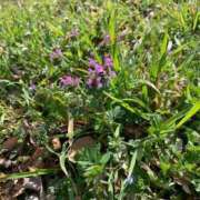 ヒメ日記 2025/03/17 08:09 投稿 いろは 完熟ばなな八王子