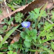 ヒメ日記 2025/03/22 08:29 投稿 いろは 完熟ばなな八王子